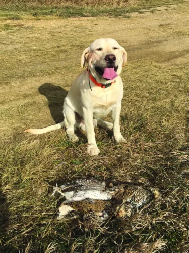 Prep for your field dog this fall